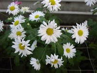 Edelvase [Род дендрантема – Dendranthema (DC.) Desmoul]