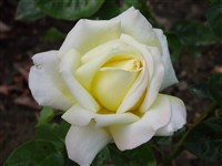 Edelweib [Род роза (шиповник) – Rosa L.]