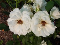 Edelweiss [Род роза (шиповник) – Rosa L.]