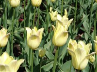 Elegant Lady [Род тюльпан – Tulipa L.]