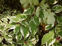 Elegantissima (1) [Род дёрен (кизил, свидина) – Cornus L.] (1)