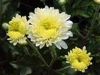 Elen Weib [Род дендрантема – Dendranthema (DC.) Desmoul]