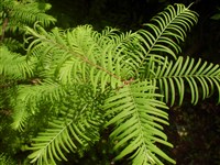 Emerald Feathers [Род метасеквойа – Metasequoia Miki ex Hu et Cheng]