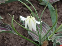 Emperor [Род фритиллярия (рябчик) – Fritillaria L.]