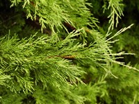 Erecta [Род можжевельник – Juniperus L.]