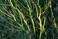 Erytroflexuosa [Род ива – Salix L.]