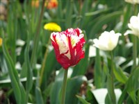 Estella Rynveld [Род тюльпан – Tulipa L.]