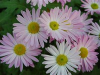 Exmouth Pink [Род дендрантема – Dendranthema (DC.) Desmoul]