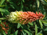 Express [Род книфофия (книпхофия, тритома) – Kniphofia Moench]