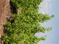 Fastigiata [Род дуб – Quercus L.]