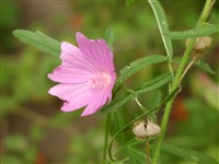 Fastigiata [Род мальва (просвирник) – Malva L]