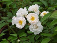 Felicia [Род роза (шиповник) – Rosa L.]