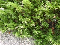 Femina [Род можжевельник – Juniperus L.]