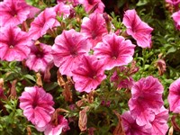 Feuerschein [Род петуния – Petunia Juss.]