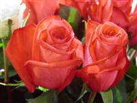 Feuerzauber [Род роза (шиповник) – Rosa L.]