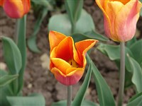 Fidelio [Род тюльпан – Tulipa L.]