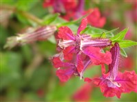 Firefly [Род куфея – Cuphea P.Browne]