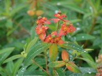 Fireglow [Род молочай – Euphorbia L.]
