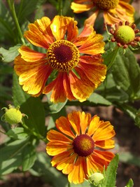 Flammenrad [Род гелениум – Helenium L.]