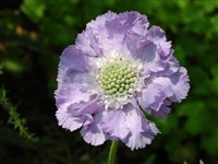 Floral Queen [Род скабиоза – Scabiosa L.]