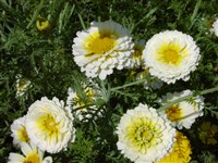 Flore Plenum [Род хризантема (златоцвет) – Chrysanthemum L.]
