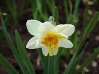 Flower Drift [Род нарцисс – Narcissus L.]