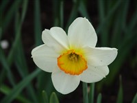 Flower Record [Род нарцисс – Narcissus L.]