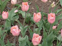 Flyer [Род тюльпан – Tulipa L.]