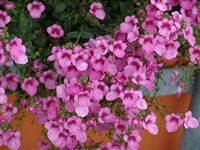 Flying Colors [Род диасция – Diascia Link et Otto] (1)