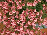 Flying Colors [Род диасция – Diascia Link et Otto] (3)