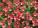 Flying Colors [Род диасция – Diascia Link et Otto] (4)