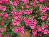 Flying Colors [Род диасция – Diascia Link et Otto] (5)