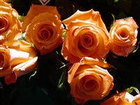 Folklore [Род роза (шиповник) – Rosa L.]