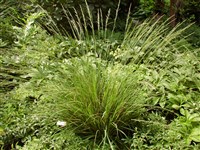 Fontain Spray (Strahleonguelle) [Род молиния – Molinia Schrank]