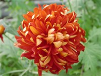 Fred Julien [Род дендрантема – Dendranthema (DC.) Desmoul]