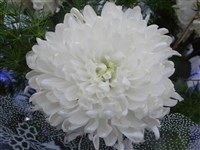 Fred Shoesmith [Род дендрантема – Dendranthema (DC.) Desmoul]