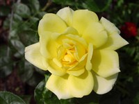 Fresia [Род роза (шиповник) – Rosa L.]