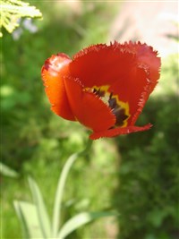 Fringed Apeldoorn [Род тюльпан – Tulipa L.]