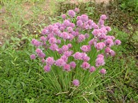 Fruhlau [Род лук – Allium L.]