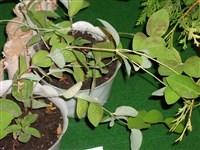 Fuchsioides [Род жимолость – Lonicera L.]