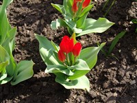 Fusiliers [Род тюльпан – Tulipa L.]