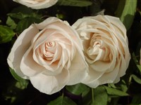 Garden Party [Род роза (шиповник) – Rosa L.]