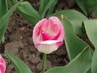 Garden Party [Род тюльпан – Tulipa L.]