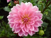 Garden Wonder [Род георгина (далия) – Dahlia Cav.]