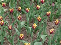 Gavota [Род тюльпан – Tulipa L.]
