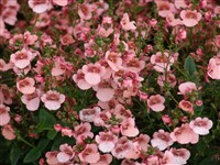 Genta [Род диасция – Diascia Link et Otto] (1)
