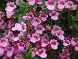 Genta [Род диасция – Diascia Link et Otto] (2)