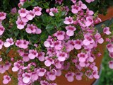 Genta [Род диасция – Diascia Link et Otto] (3)