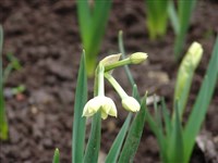 Geranium [Род нарцисс – Narcissus L.]