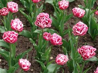 Gerbrant Kif [Род тюльпан – Tulipa L.]